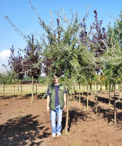 Pyrus salicifolia 'Pendula'